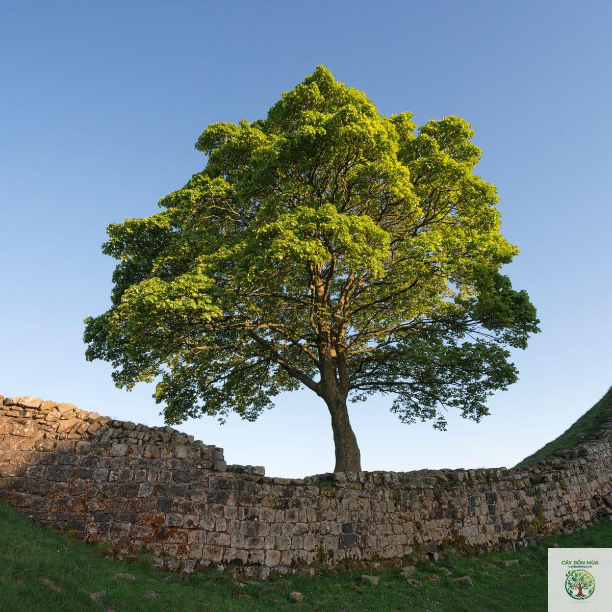 cây sung dâu - Image 3