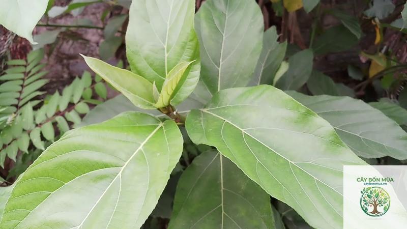 cây sung rừng - Image 4