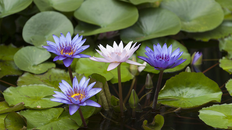 cây súng tím - Image 2