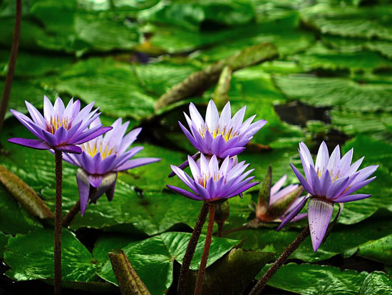cây súng tím - Image 5