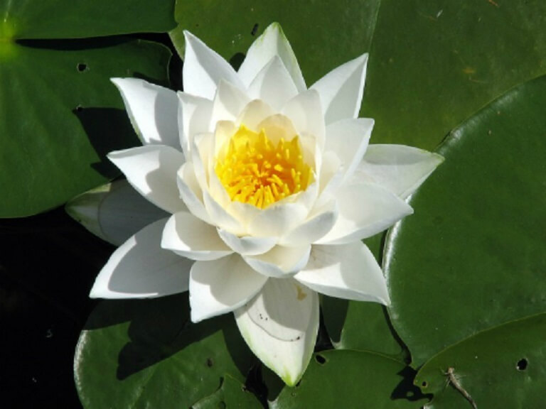 cây súng trắng - Image 2