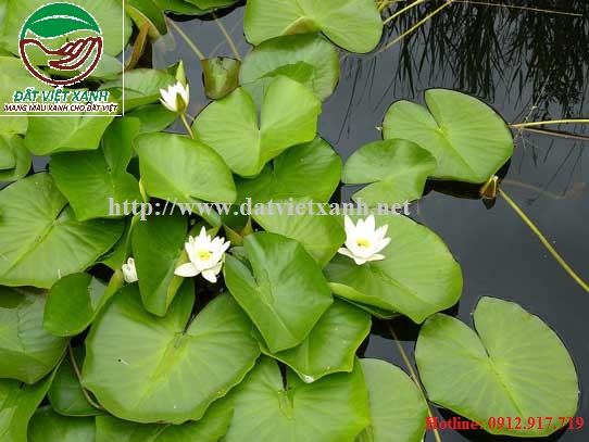 cây súng trắng - Image 3