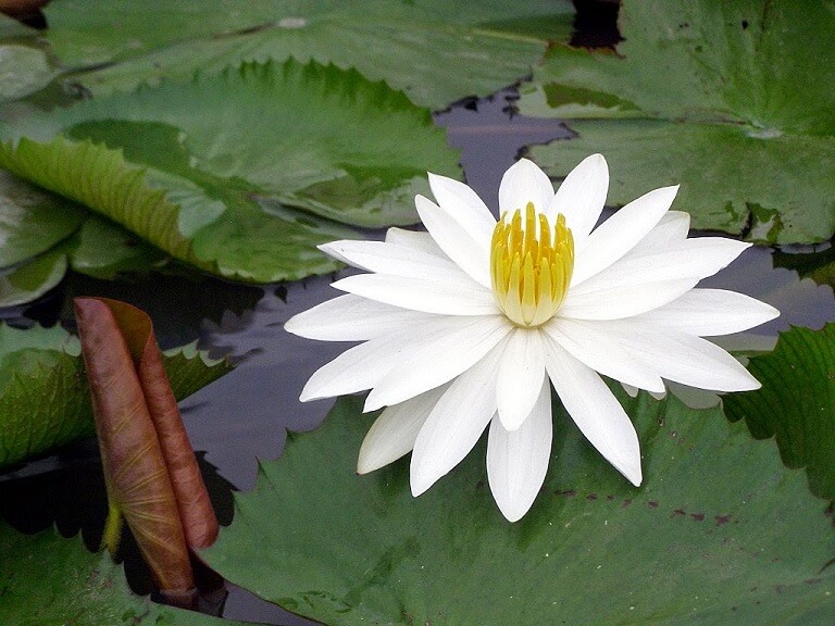 cây súng trắng