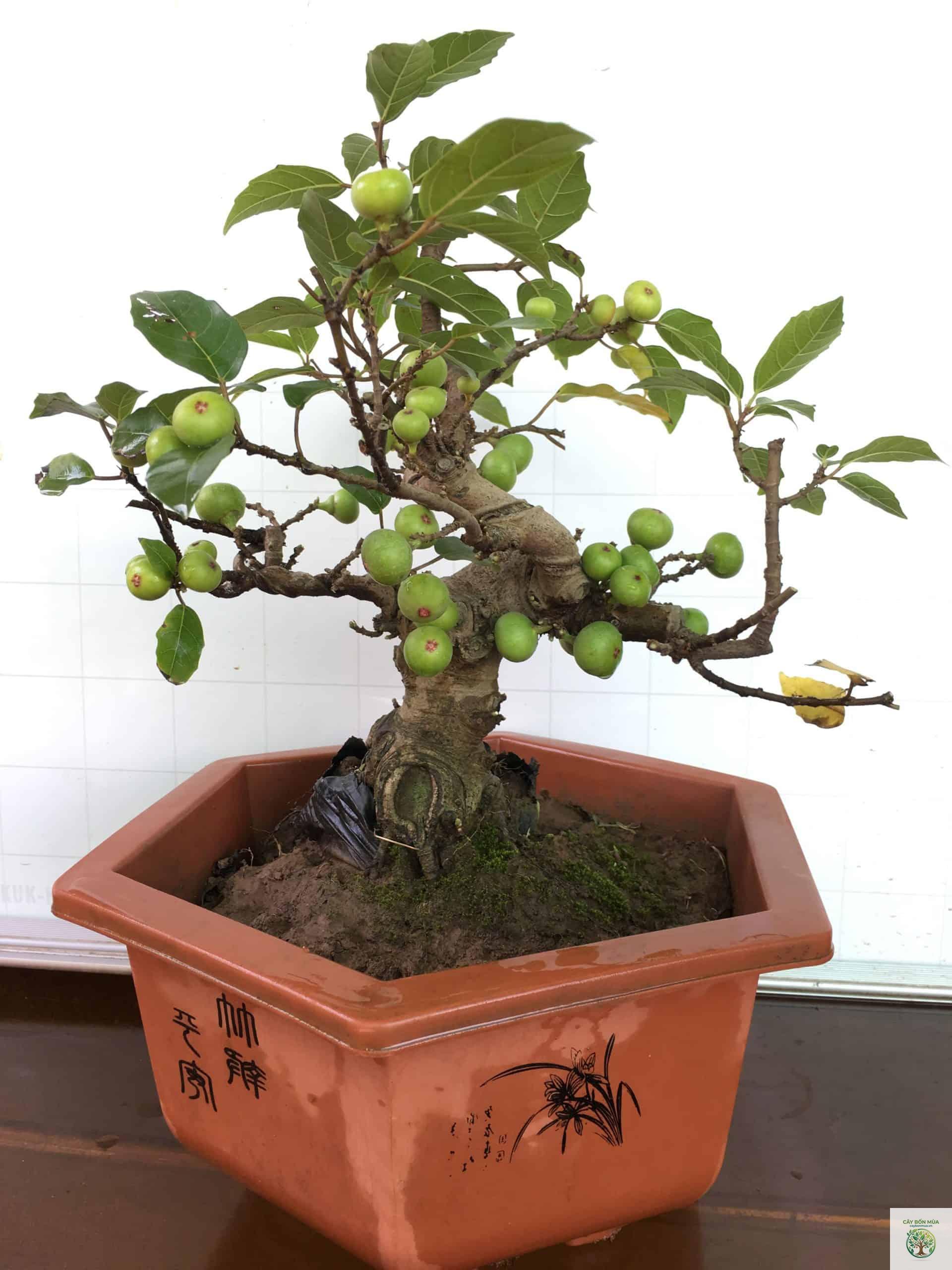 cây sung trồng trái - Image 4
