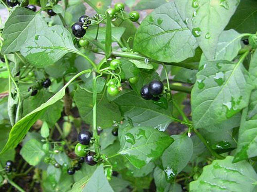 cây tầm bóp - Image 1