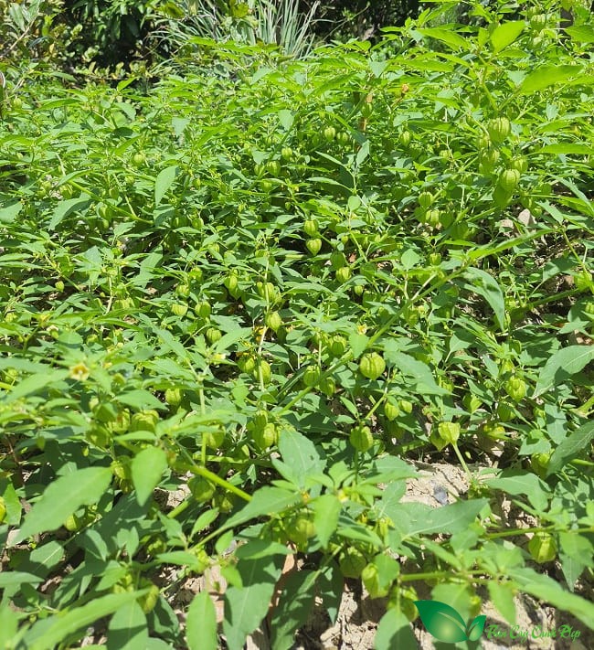 cây tầm bóp - Image 3