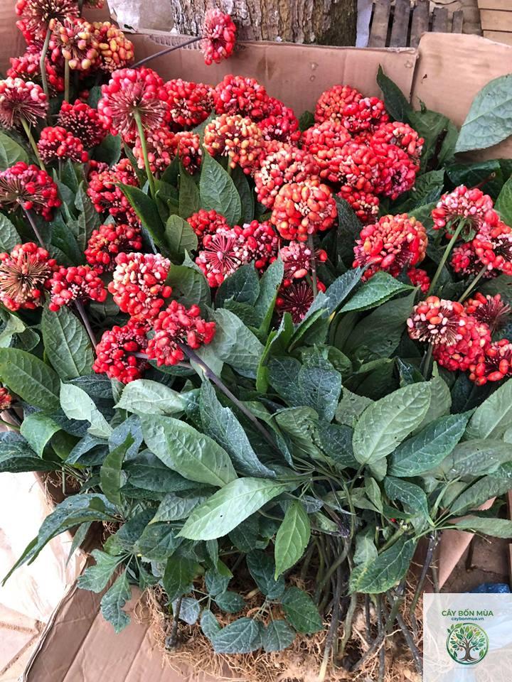 cây tam thất - Image 3