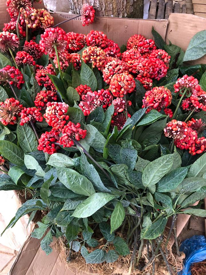 cây tam thất - Image 3