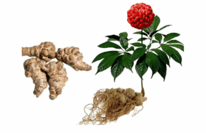 cây tam thất bắc