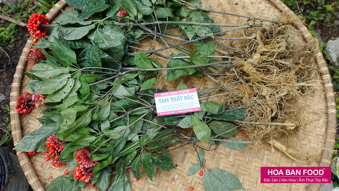 cây tam thất bắc - Image 2
