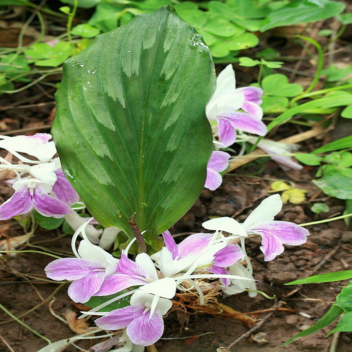 cây tam thất nam - Image 5