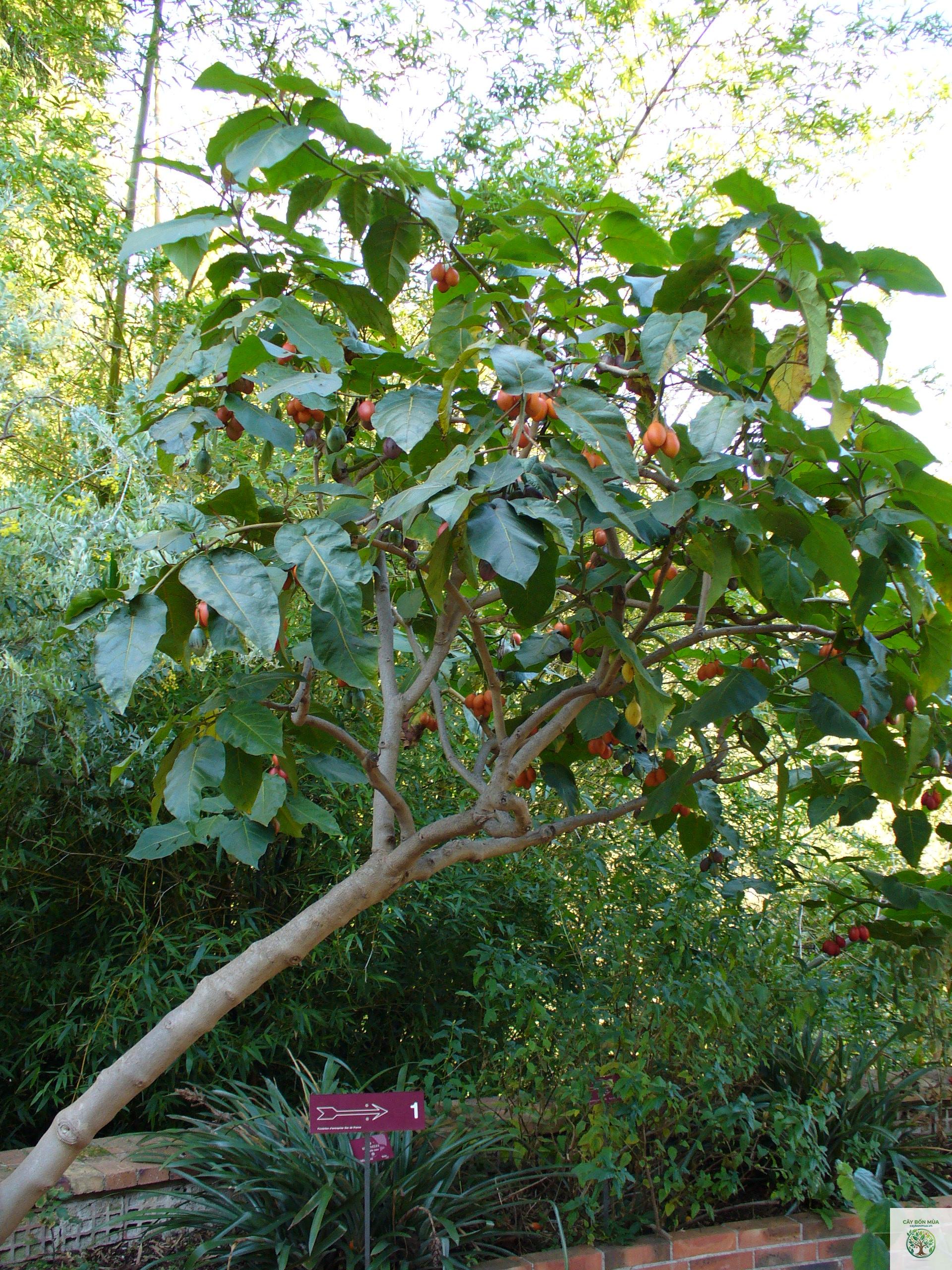 cây tamarillo - Image 2