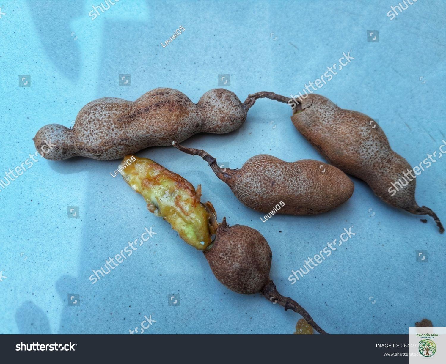 cây tamarind - Image 3