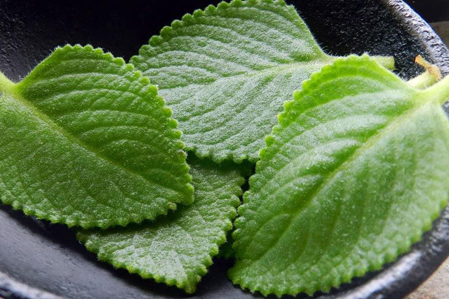 cây tần dày lá - Image 3