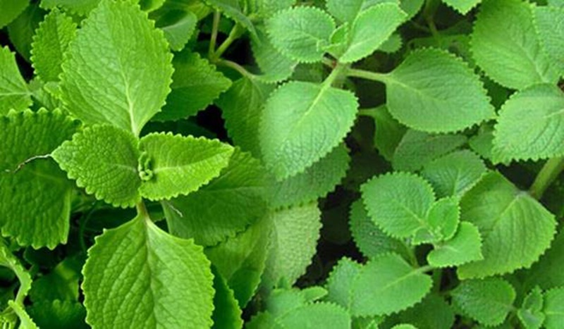 cây tần dày lá