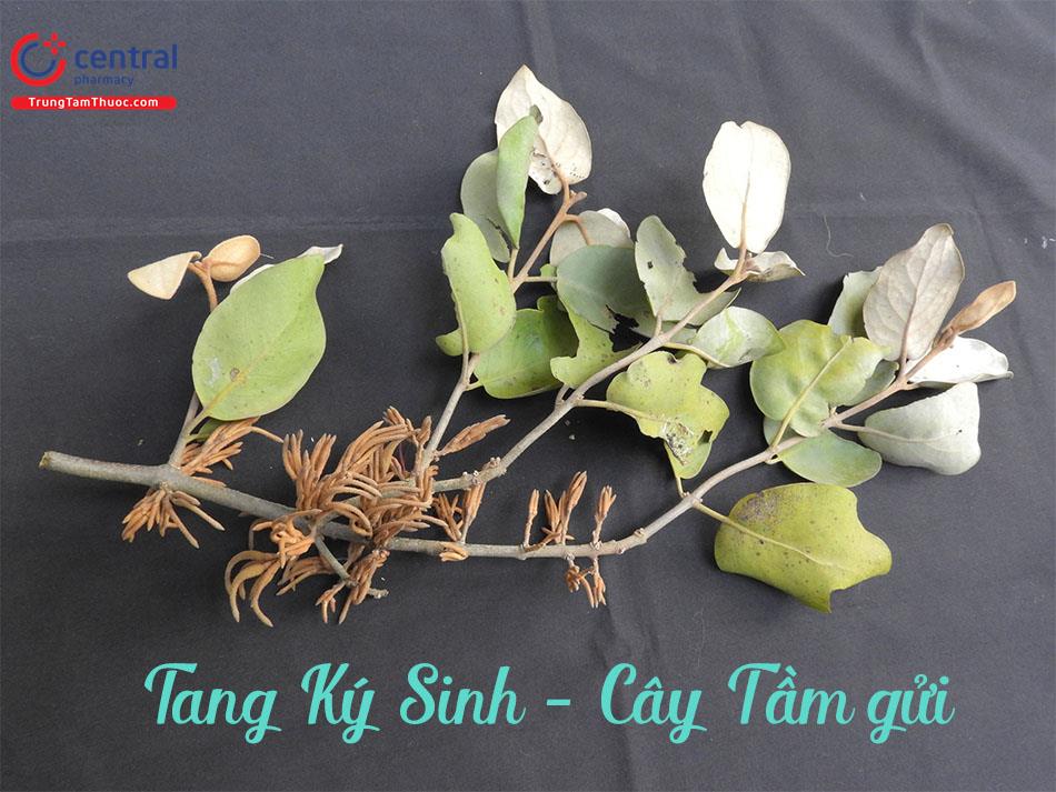 cây tang ký sinh - Image 1
