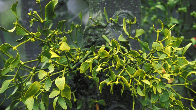 cây tang ký sinh - Image 4