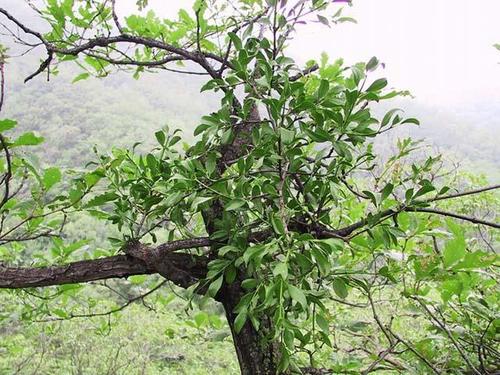 cây tang ký sinh