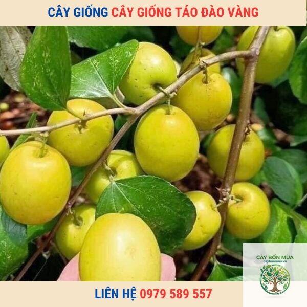 cây táo đào vàng - Image 5