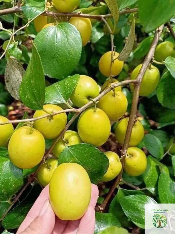 cây táo đào vàng
