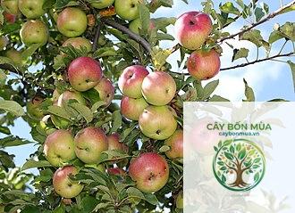 cây táo
