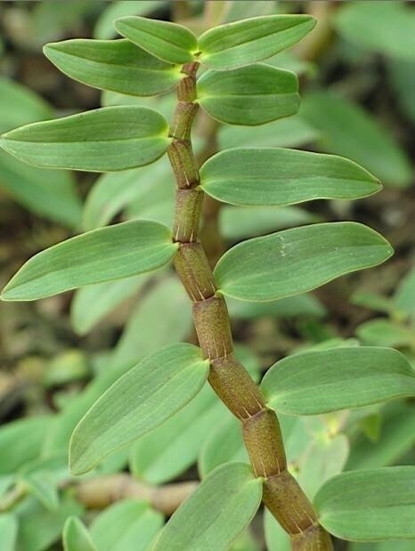 cây thạch hộc - Image 4