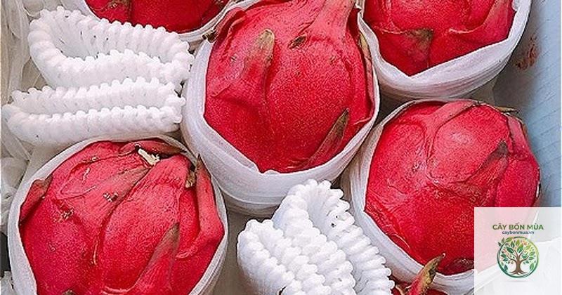 cây thanh long Đài Loan - Image 4