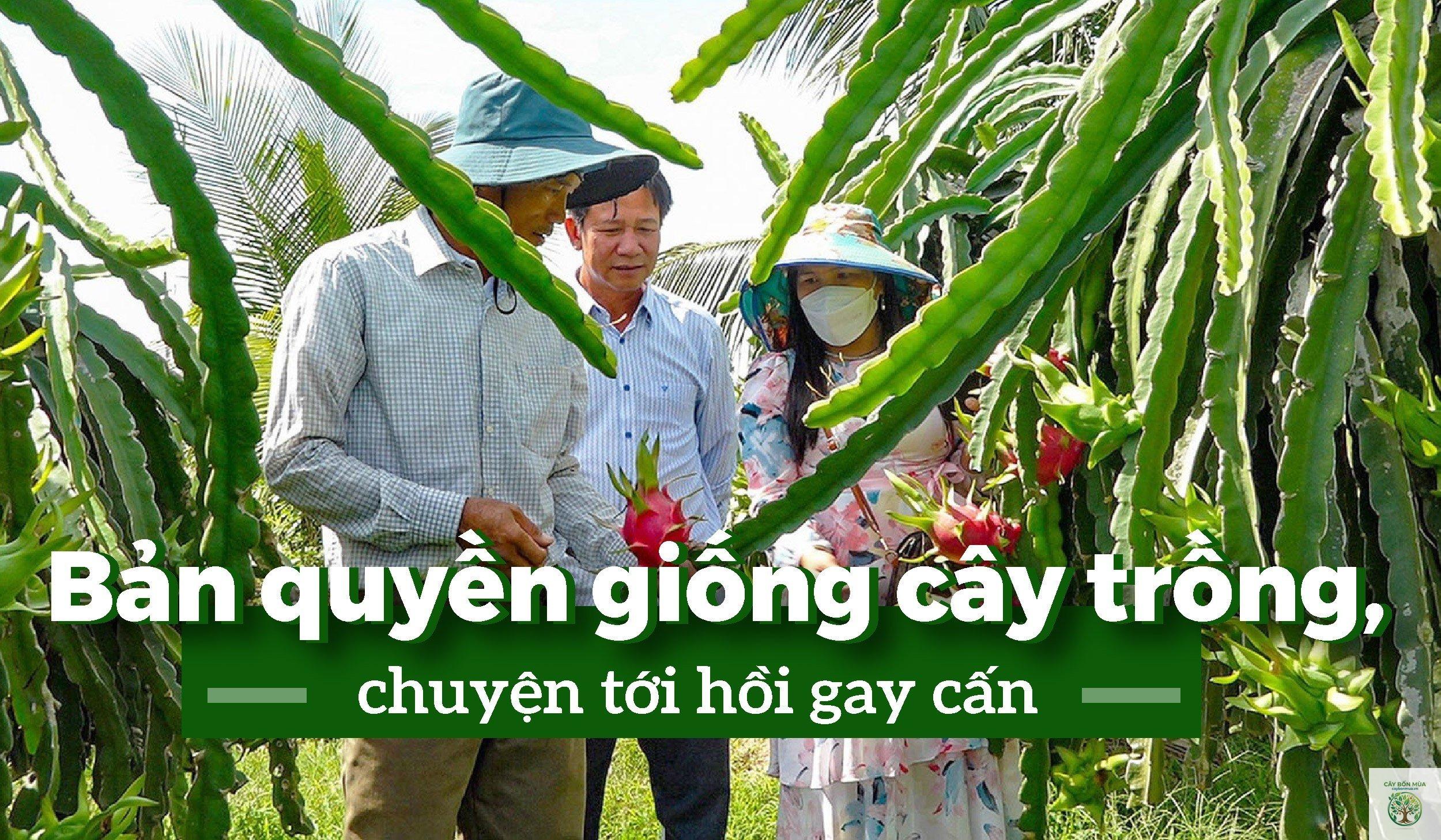 cây thanh long LĐ1 - Image 3