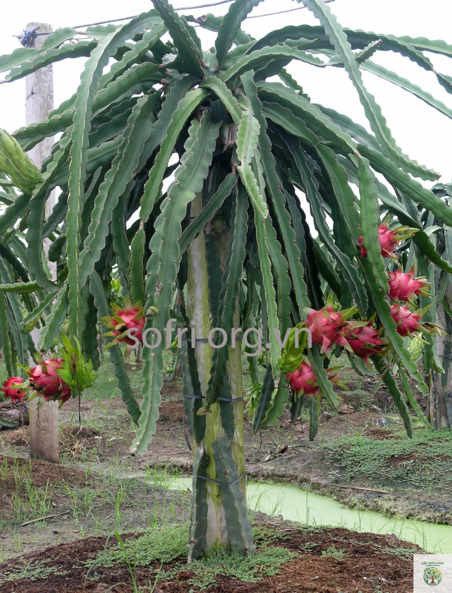 cây thanh long LĐ5 - Image 2