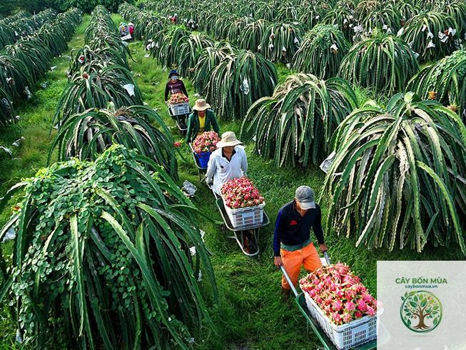 cây thanh long Thái Lan - Image 2