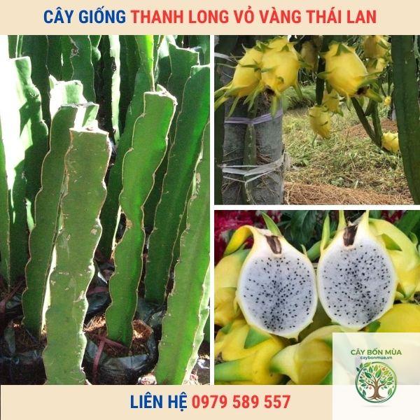 cây thanh long Thái Lan