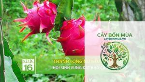 cây thanh long nữ hoàng