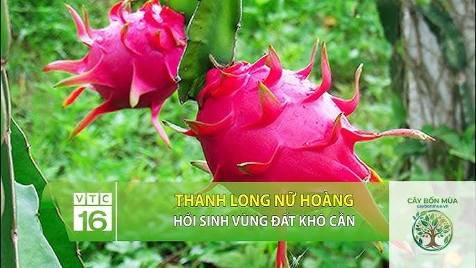cây thanh long nữ hoàng