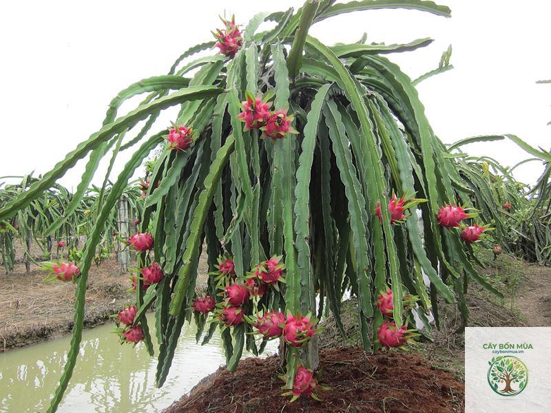 cây thanh long ruột đỏ