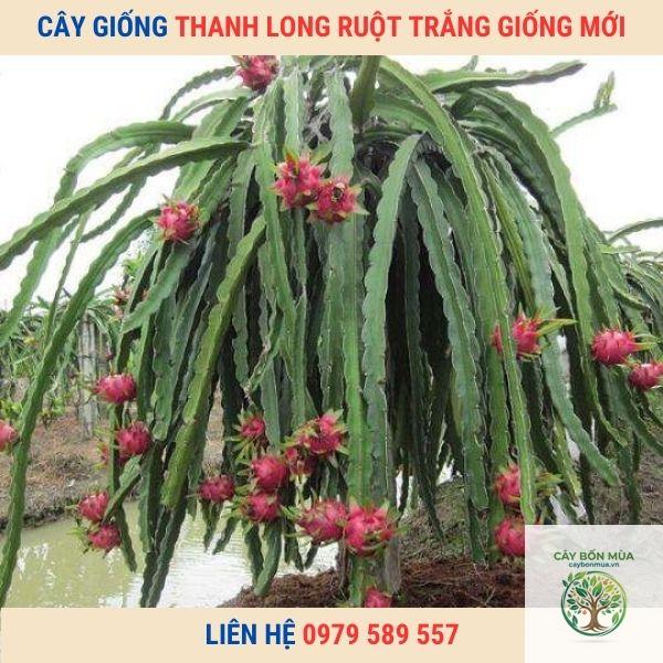 cây thanh long trắng Đài Loan