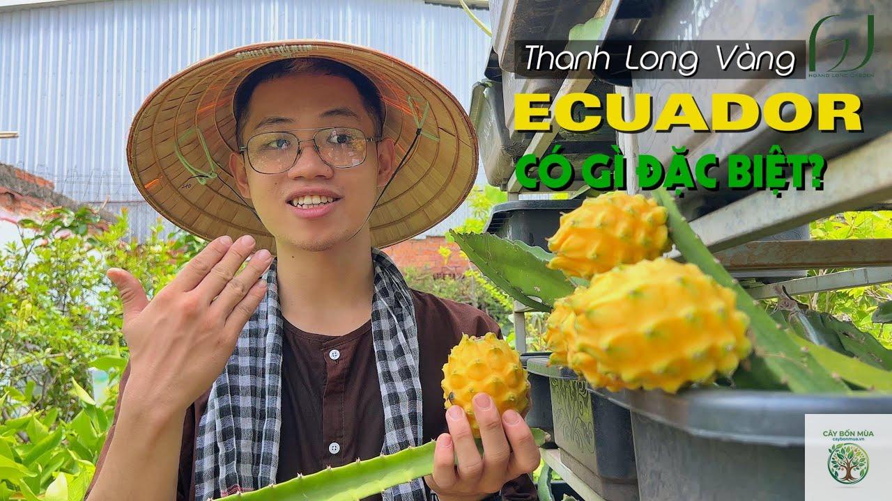 cây thanh long vàng Ecuador - Image 5