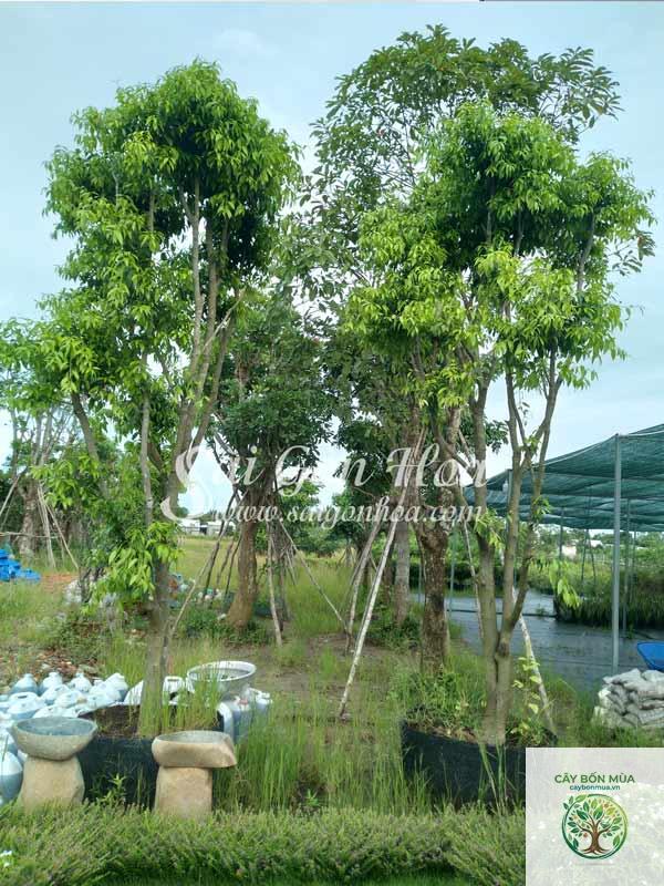 cây thanh trà Thái - Image 3
