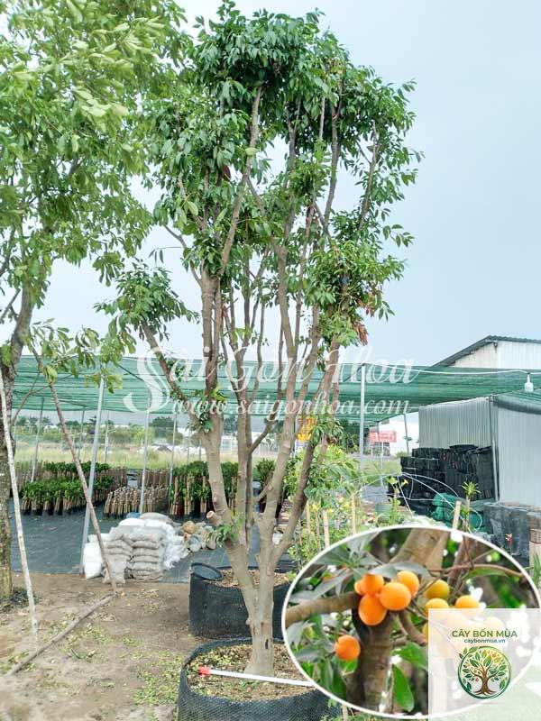 cây thanh trà Thái