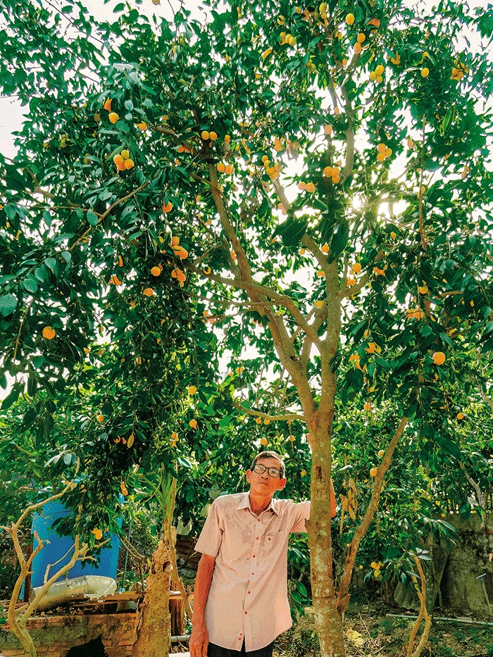 cây thanh trà đỏ - Image 3