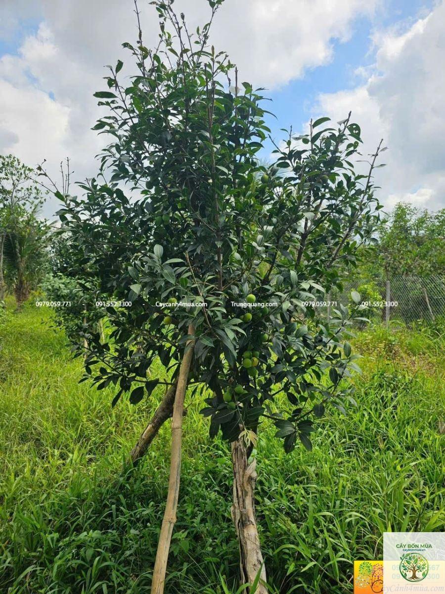 cây thanh trà xanh - Image 3