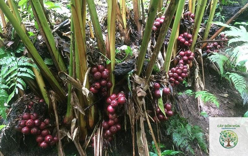 cây thảo quả đen