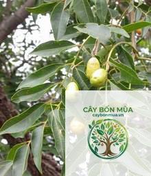 cây thảo quả xanh - Image 3