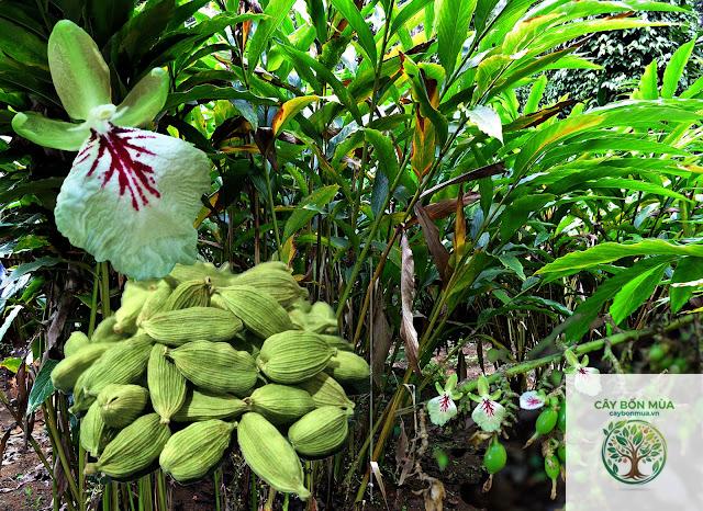 cây thảo quả xanh