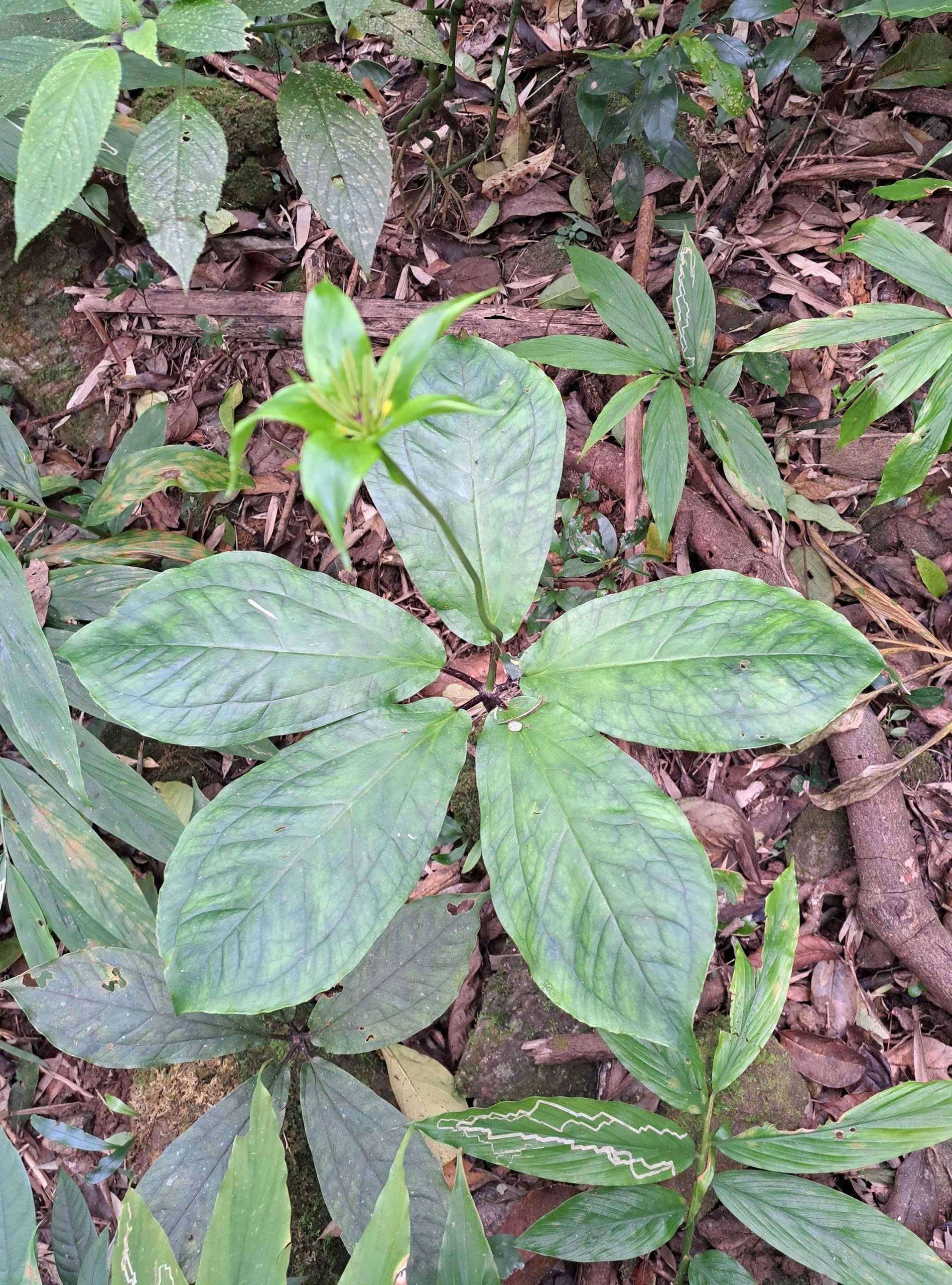 cây thất diệp - Image 3