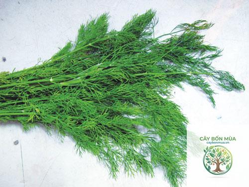 cây thì là Ấn Độ - Image 4