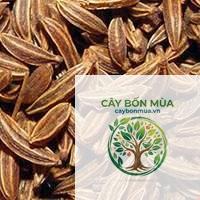 cây thì là Ba Tư - Image 3