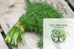 cây thì là Dukat