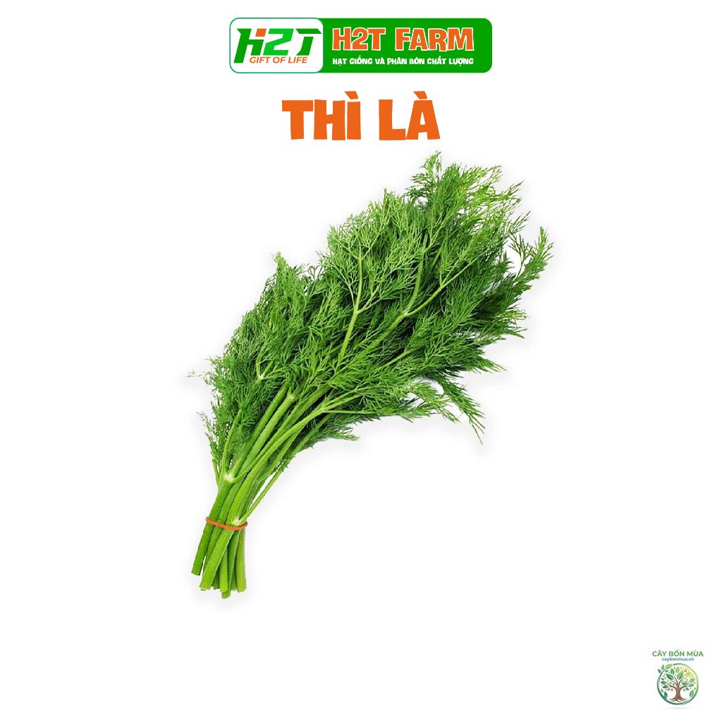 cây thì là Fernleaf - Image 3