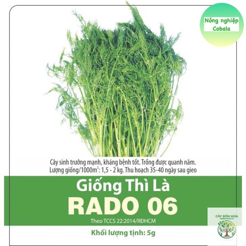 cây thì là Fernleaf - Image 5