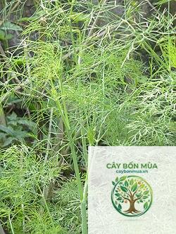 cây thì là Vierling - Image 4